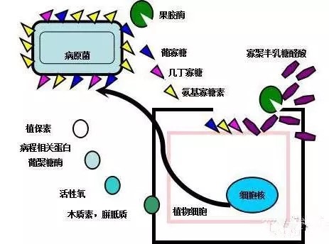 氨基寡糖素 - 植物的免疫衛士，根結線蟲的克星